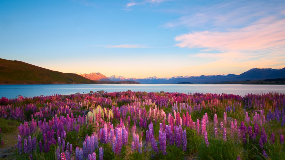 new zealand flowers